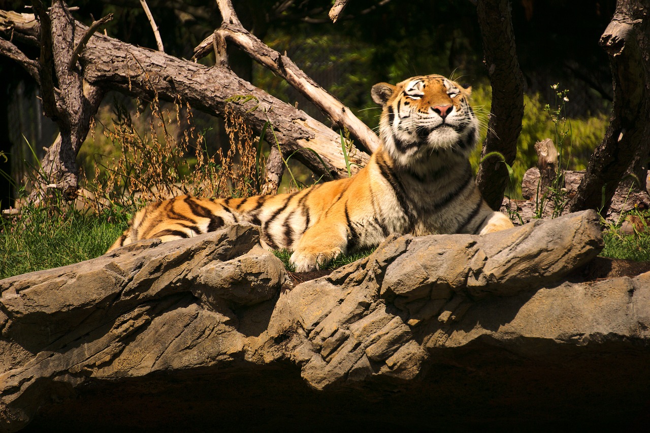 tiger in detroit zoo